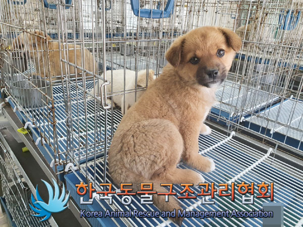 한국동물구조관리협회_441414202300292